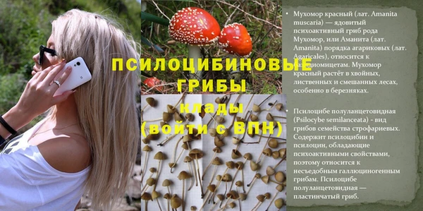 стаф Аркадак